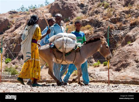  The Queen of Sheba and the Talking Donkey?: Delving into Ancient Ethiopian Folklore and Its Unexpected Creatures