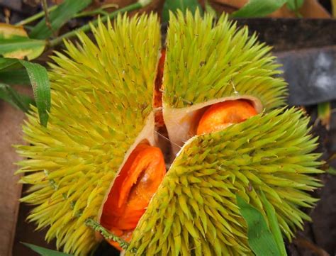  The Whimsical Whispers of the Wild Durian Tree: Unraveling the Essence of Malaysian Folklore Through Nature's Enigma